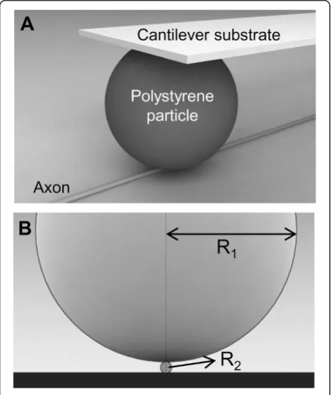 Figure 2 Sample raw data of the force-deformation responsesobtained from atomic force microscopy (AFM)