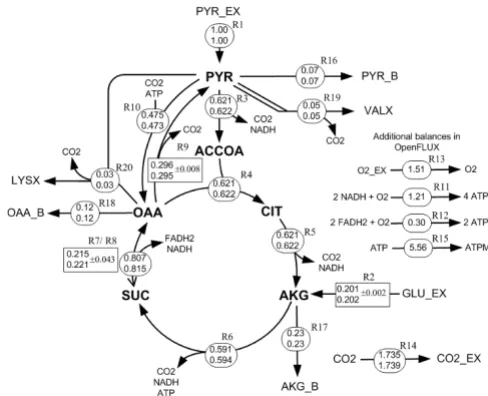 Figure 3described in the text and AppendixFlux distributions for a simplified TCA cycle model as Flux distributions for a simplified TCA cycle model as described in the text and Appendix
