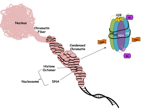 Figure 1.2 Chromatin organization and accessibility.   