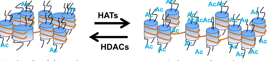 Figure 1.3 Histone Acetylation 