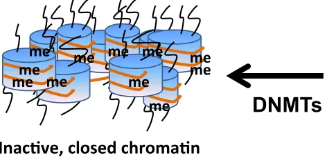 Figure 1.4 DNA Methylation 