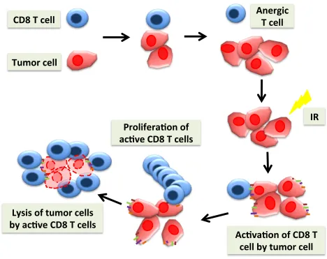 Figure 1.5 Cancer immunotherapy 