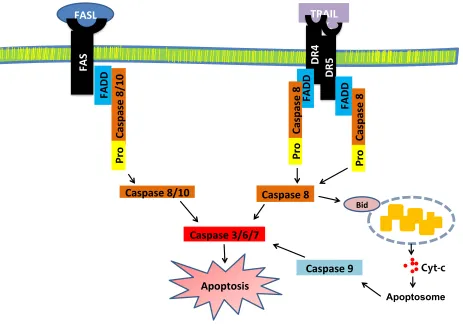Figure 1.6 Activation of death receptor mediated apoptosis. 