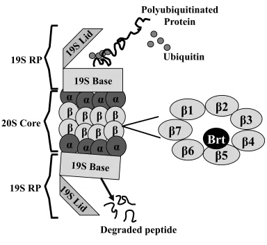 Figure 1.7 Structure of the 26S proteasome  