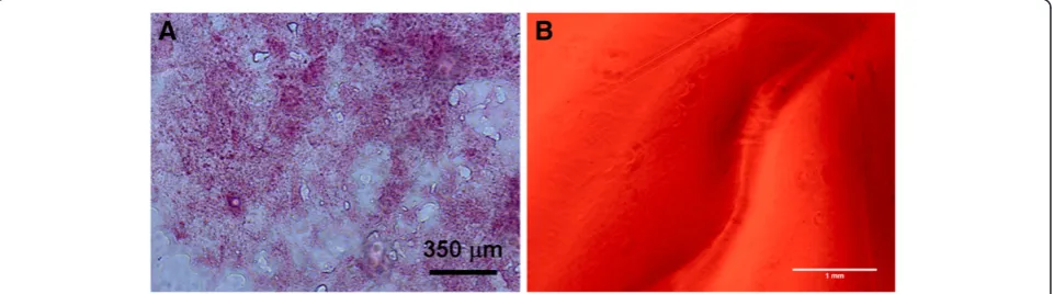 Figure 1 H&E Staining of murine pancreas tissue (A) cryosectioned to 20 microns before fixation