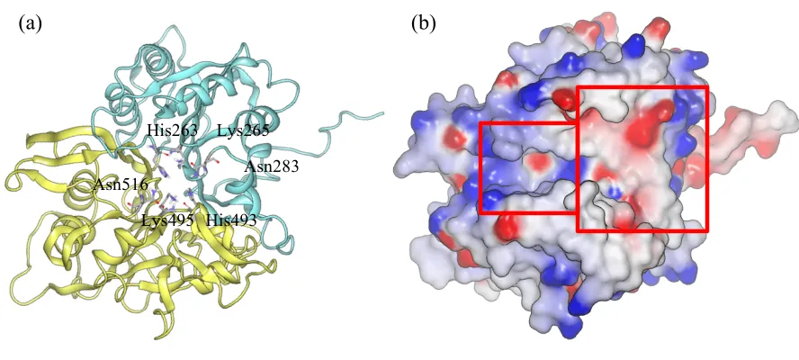 Figure 1.2 Crystal structure of human TDP1 (PDB ID: 1RG1). 