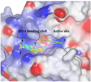Figure 1.11 Four representative docking poses of NSC339616 in TDP1 model. 