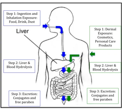 Figure 3: Exposure and Metabolism Pathways of Parabens 