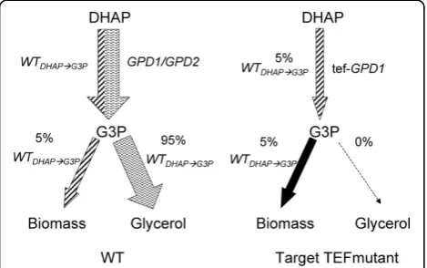 Figure 1 Flux repartition into the glycerol pathwaycalculated using our Metabolic Descriptor model (see Methods, seeAdditional file 1) and experimental data obtained from a VHEP fed-