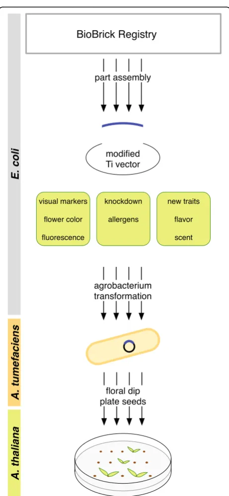 Figure 1 A standardized, modular system for the production ofassembled construct. Once seeds were produced, they were platedon selective media to obtain transgenic plants carrying theAgrobacteriumparts may be assembled to build constructs to impact a wide 