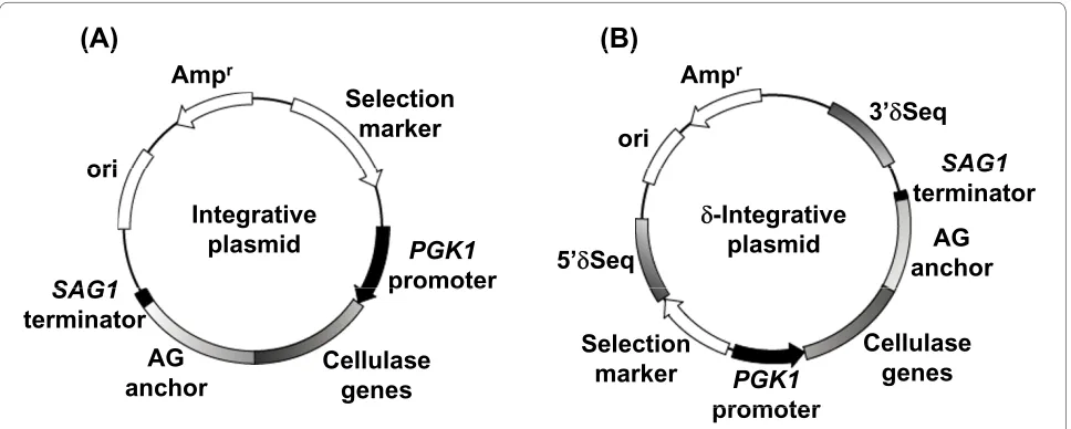 Table 2: Characteristics of plasmids used in this study