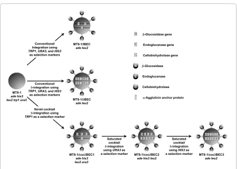 Figure 2 Strategy for constructing cellulase expressing yeast strains.