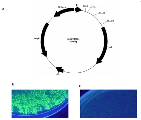 Figure 1 Effect of introduction of stop codon upstream of GFP gene on the fluorescence