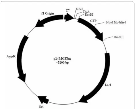 Figure 2 Plasmid map of NdeI modified GFP (p24MGFPm). NdeI site in GFP was deleted by SDM keeping the amino acid sequence of GFP unaltered.