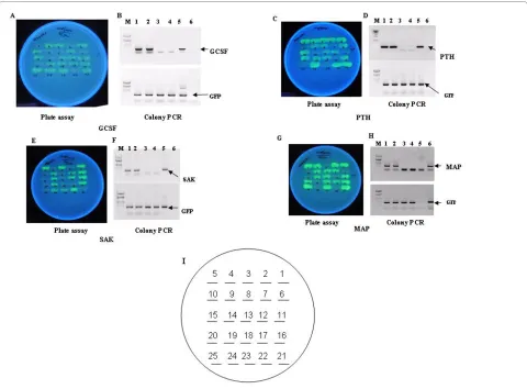 Figure 3 Replica plating of randomly chosen colonies from transformed amber suppressor strain LE392 with the ligation mixtures of p24MGFPm with GCSF, PTH, SAK, MAP respectively (Please refer to methods section for details)