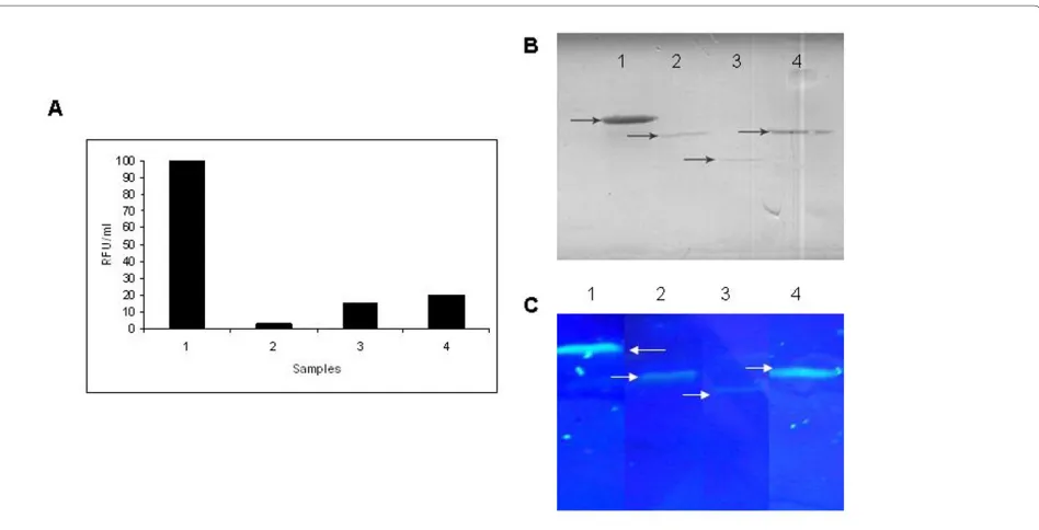 Figure 5 SDS-PAGE showing protein expression from one glow-ing and one non-glowing clones of p24MGFPm-MAP, p24MGFPm-GCSF and p24MGFPm-SAK in non-amber suppressor strain BL21 E