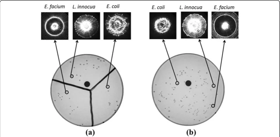 Figure 5 Representative scatter images for four different genera. (a) L. innocua F4244, (b) E