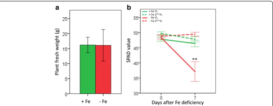 Fig. 1 Induction of Fe deficiency symptoms in rice plants. a Plant fresh weight (n = 9)