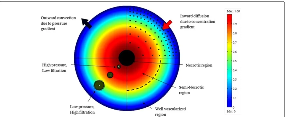 Figure 1 Cross sectional schematic of a solid tumor that shows the three diﬀerent regions of a solid tumor, IFP distribution, drugconcentration and ﬁltration distribution from blood vessels [14], doi:10.1371/journal.pone.0020344.g001.