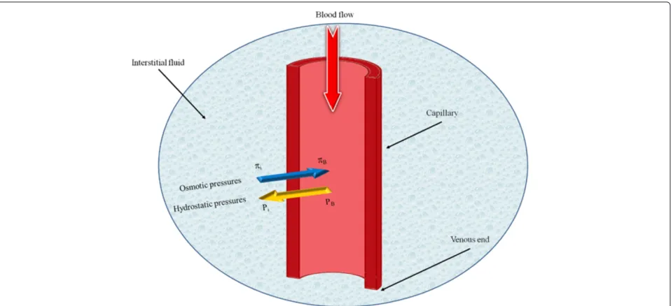 Figure 2 Capillary microcirculation schematic and diﬀerent types of pressure [14], doi:10.1371/journal.pone.0020344.g002.