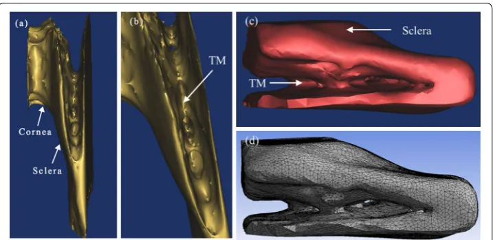 Fig. 7 the TM in intact rat eye. a 3D limbus model of broken rat eye. b Partial enlargement drawing of a