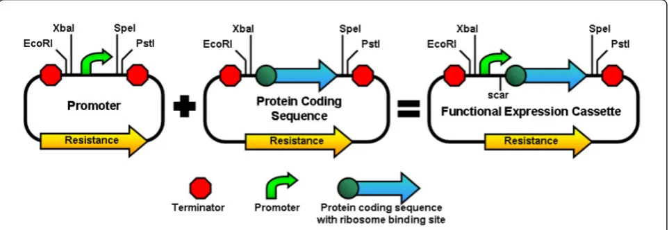 Figure 1 Assembly of Parts Using the BioBrick Standard Formaton separate plasmids, are digested and ligated to form a composite part on one plasmid