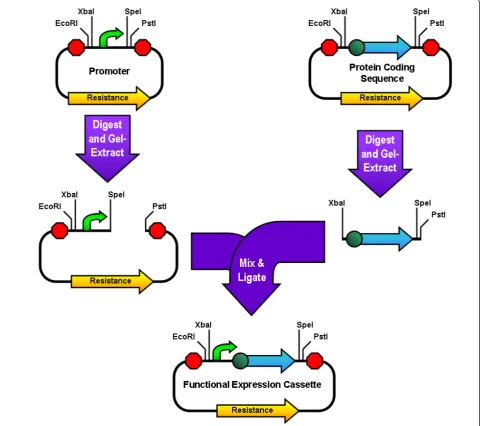 Figure 2 Standard Assembly. This figure illustrates a typical standard assembly. The plasmid containing the promoter is digested with SpeI andPstI, and the plasmid containing the coding sequence is digested with XbaI and PstI
