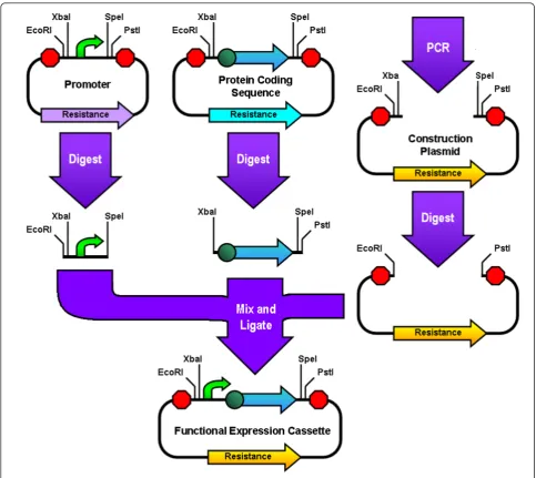 Figure 3 Three Antibiotic (3A) Assemblysequence is digested with XbaI and PstI. A PCR linearized