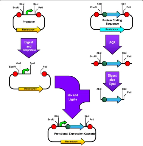 Figure 4 Amplified insert Assemblydigested with XbaI, PstI, and DpnI. Meanwhile the vector parttwo digestions are then ligated and the circular product is transformed into cells