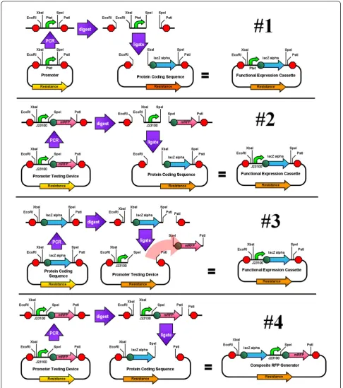 Figure 5 Experimental Amplified Insert AssembliesThe amplified fragment is 350 bp and the insert size is 50 bp