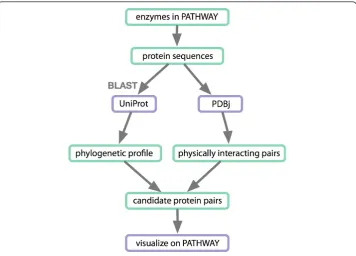 Figure 4 Workflow to analyze protein interactions among enzymes in a KEGG pathway. First, proteinsequences are retrieved for each enzyme in a KEGG pathway