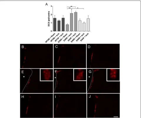 Figure 6 ApoE3-TR mice have increased ability to upregulate neurogenesis upon ischemic injury.and the values are presented as a ratio between ipsilateral and contralateral hemispheres