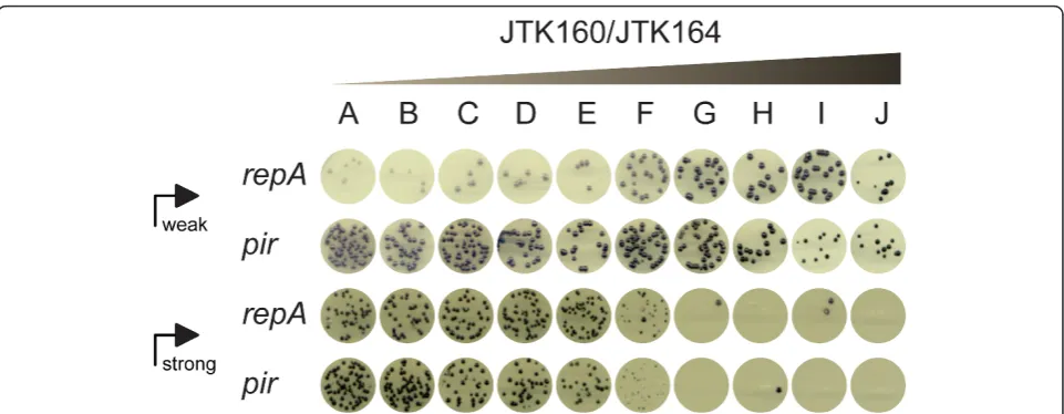 Figure 4 Optimization of violacein productionweak promoter (pBjk2741-jtk3070 or pBjk2807-jtk3070) or strong promoter (pBjk2741-jtk3080 or pBjk2807-jtk3080) driving expression of theviolacein synthesis pathway