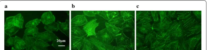 Fig. 5 Actin microfilament responses under static condition and separately exposed in resting and exercise‑induced wall shear stress waveforms for 6 h