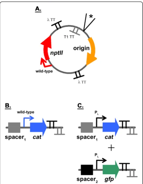Figure 3 Diagrams of the plasmids constructed to enablevariation of genetic device copy number and to determineDTCs