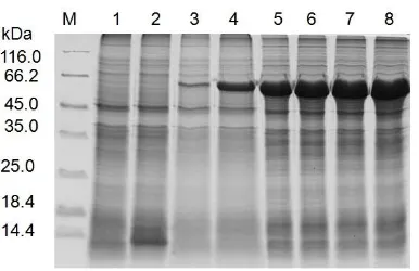 Fig. 8. SDS-PAGE analysis of restructured nifK protein. M: protein marker: 1: pET-30a 