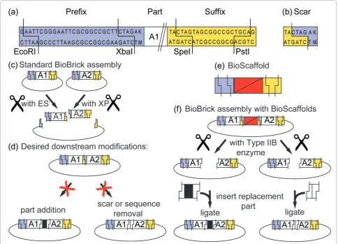Figure 1 Desired BioBrick circuit modifications and approach with BioScaffoldsDNA sequence embedded between awhich form when two parts, such as