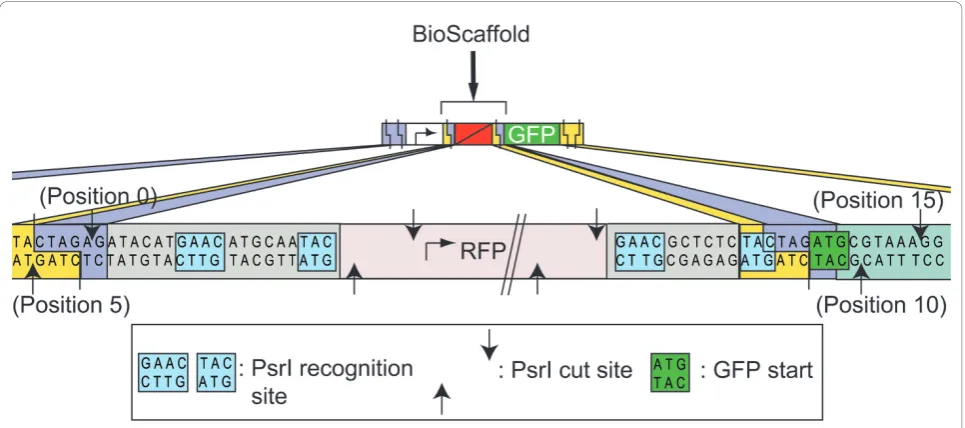 Figure 2 The prototype BioScaffold {0,5;15,10} embedded in the test circuitthe locations of the associated PsrI cut sites and recognition sequences are shown