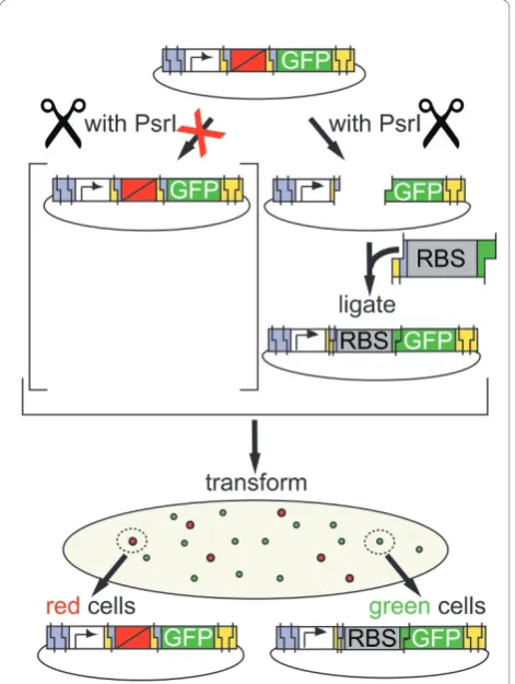 Figure 3 Excision and selection for BioScaffold removal. Here,the prototype BioScaffold is present in a test circuit, with sequence“promoter-scar-BioScaffold part-scar-GFP.” It is cut with the enzymePsrI and then replaced with a RBS sequence
