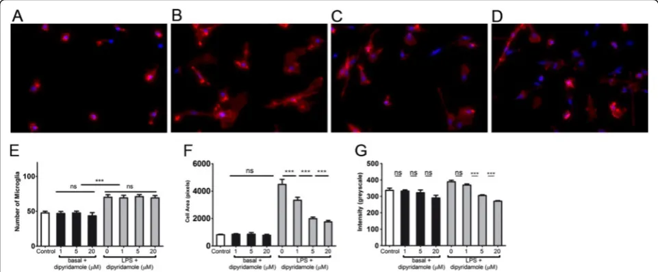 Figure 3 Transformation of activated microglia to an amoeboid form was reduced when microglia under basal culture conditions orstimulated with 100 ng/ml LPS were exposed to dipyridamole for 2 days