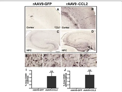 Figure 4 CD45 accumulation in the brain is driven by CCL2 overexpression. (A)revealed significantly increased activation/recruitment of CD45+ macrophages in the cortexanimals, but not in the control group through (D) Immunohistochemical staining for CD45 (