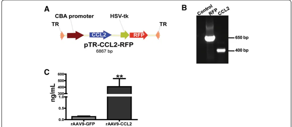 Figure 1 Production of rAAV-CCL2 construct and documentation of CCL2 overexpression in mouse tissue