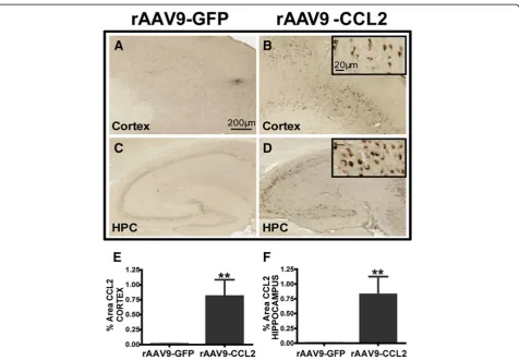 Figure 2 CCL2 distribution and expression in the brain.distribution of CCL2 in the brains of animals injected with rAAV9-GFP and rAAV9-CCL2