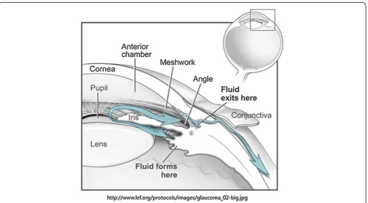 Fig. 1 The main outflow pathway of aqueous humor from generation to outflow. The aqueous humor is actively secreted by the ciliary body, and it processes into the posterior chamber, passes through the pupil, enters the anterior chamber, and eventually exits, primarily through the trabecular meshwork