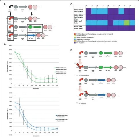 Figure 5 Loss-of-function mutations and evolutionary stability dynamics in re-engineered I7101 circuits with a kanamycin resistanceand to express a GFP-KanR fusion protein (bottom)