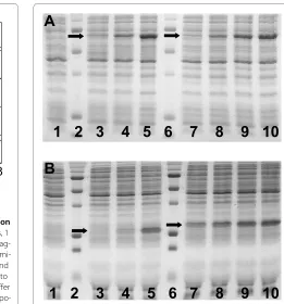 Figure 3 Cell-free protein synthesis of eGFP variants as a function of DNA regulatory parts