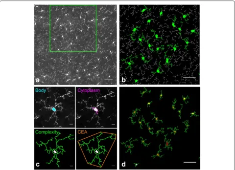 Fig. 1 The characterization of microglial cells by morphological criteria. a Confocal images, representing a sub-part of the analysed image in thefrontal cortex region after maximum intensity projection