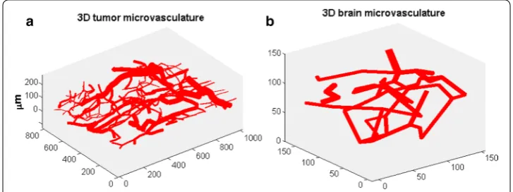 Fig. 2 Illustration of reconstructed three‑dimensional microvessel network of a a tumor (1000 × 1000× 150 μm3) and b brain (150 × 160 × 140 μm3) by confocal scanning microscope with sub‑μm resolution (all axis’s are in units of micrometers)