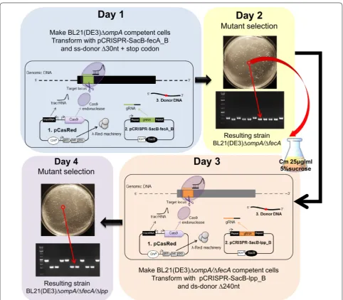 Fig. 4 Representation of the stepwise approach used to isolate strains carrying multiple mutations