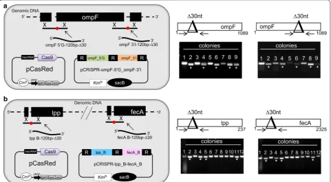 Fig. 5 CRISPR/Cas-based protocol for simultaneous two-gene deletions E. coli BL21(DE3)∆ompA(pCasRed) was co-transformed with either 100 ng pCRISPR-ompF_5′G-ompF_3′I plasmid and the two dDNAs ompF_5′G-120-∆30 and ompF_3′I-120-∆30 (10 μg each) (a) or with 10